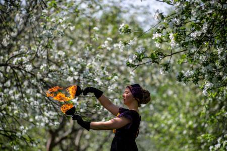 Tulikupit valkoisten kukkien keskellä.