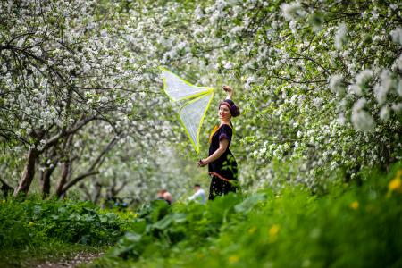 Viuhkat valkoisten kukkien keskellä.