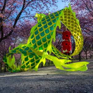 Lohikäärmeviuhka kirsikkapuiden keskellä.