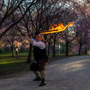 Tulimiekka kirsikkapuiden keskellä.