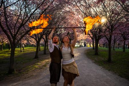 Lohikäärmesauva kirsikkapuita vasten.